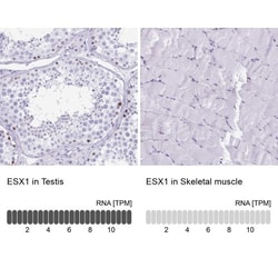 ESX1 Antibody, Novus Biologicals 25 &mu;L, Unlabeled:Antibodies, Polyclonal