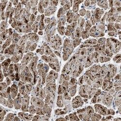ETFB Antibody, Novus Biologicals 25 &mu;L | Buy Online | Novus Biologicals | Fisher Scientific