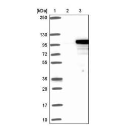 EXOC6 Antibody, Novus Biologicals 0.1mL; Unlabeled:Anticuerpos