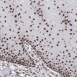 EYA2 Antibody, Novus Biologicals:Antibodies:Primary Antibodies