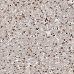 EYA2 Antibody, Novus Biologicals:Antibodies:Primary Antibodies