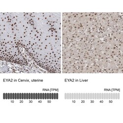 EYA2 Antibody, Novus Biologicals:Antibodies:Primary Antibodies