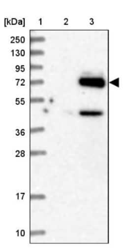 EYA4 Antibody, Novus Biologicals 25 &mu;L; Unlabeled:Antibodies, Polyclonal