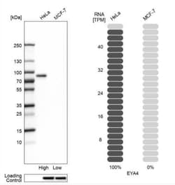 EYA4 Antibody, Novus Biologicals 25 &mu;L; Unlabeled:Antibodies, Polyclonal