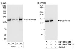 Eg5 Antibody, Novus Biologicals 0.1mL; Unlabeled:Antibodies, Polyclonal