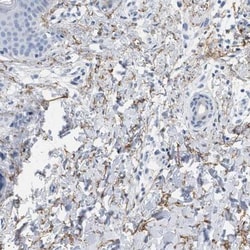 Elastin Antibody, Novus Biologicals 0.1mL; Unlabeled:Antibodies, Polyclonal