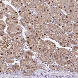 Elf4/MEF Antibody, Novus Biologicals:Antibodies:Primary Antibodies