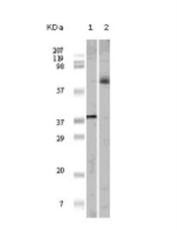 Elk-1 Antibody (7E10D5), Novus Biologicals 0.025 mg, Unconjugated:Antibodies,