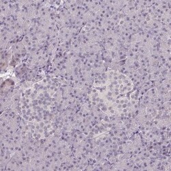 Elk-1 Antibody, Novus Biologicals 0.1mL; Unlabeled:Antibodies, Polyclonal