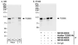 Elongin A Antibody, Novus Biologicals 0.1mL; Unlabeled:Antibodies, Polyclonal
