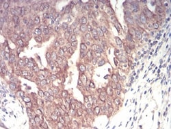 Emerin Antibody (8F5A8) - BSA Free, Novus Biologicals 0.1mg; Unlabeled:Antibodies,