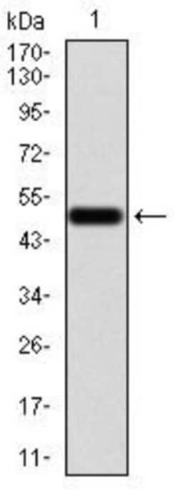Emerin Antibody (8F5A8) - BSA Free, Novus Biologicals 0.1mg; Unlabeled:Antibodies,