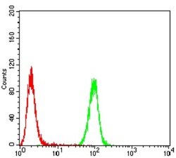 Emerin Antibody (8F5G2) - BSA Free, Novus Biologicals 0.1mg; Unlabeled:Antibodies,