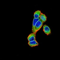 Emerin Antibody (8F5G2) - BSA Free, Novus Biologicals 0.1mg; Unlabeled:Antibodies,