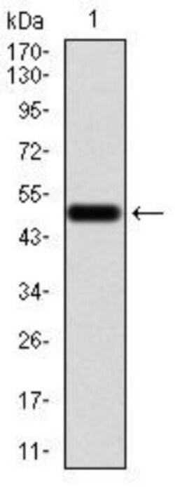 Emerin Antibody (8F5G2) - BSA Free, Novus Biologicals 0.1mg; Unlabeled:Antibodies,