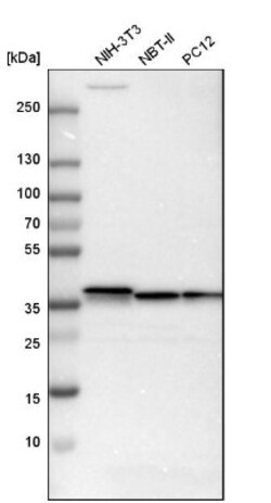 Emerin Antibody, Novus Biologicals 0.1mL; Unlabeled:Antibodies, Polyclonal