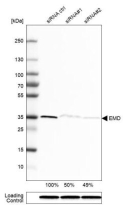 Emerin Antibody, Novus Biologicals 0.1mL; Unlabeled:Antibodies, Polyclonal