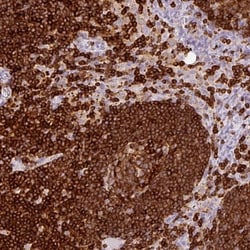 Enah/Vasp-like Antibody, Novus Biologicals 0.1mL; Unlabeled:Antibodies,