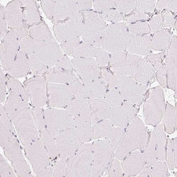 Enah/Vasp-like Antibody, Novus Biologicals 0.1mL; Unlabeled:Antibodies,