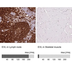 Enah/Vasp-like Antibody, Novus Biologicals 0.1mL; Unlabeled:Antibodies,