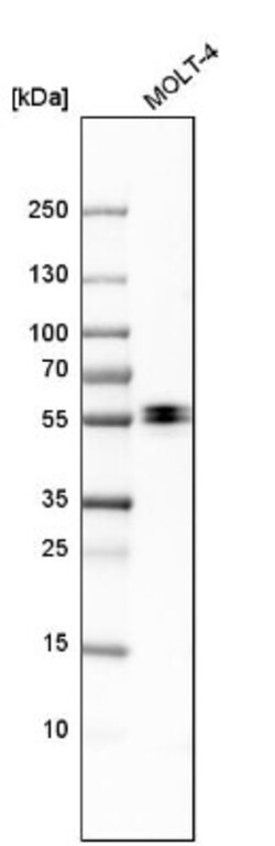Enah/Vasp-like Antibody, Novus Biologicals 0.1mL; Unlabeled:Antibodies,