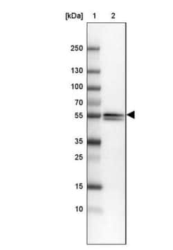 Enah/Vasp-like Antibody, Novus Biologicals 0.1mL; Unlabeled:Antibodies,