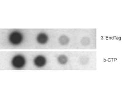 Novus Biologicals™ EndTag(TM) DNA End Labeling Kit