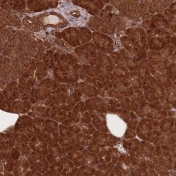 Endoglycan/PODXL2 Antibody, Novus Biologicals:Antibodies:Primary Antibodies