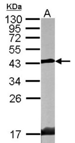 Endophilin A1/SH3GL2 Antibody, Novus Biologicals 0.1 mL | Buy Online | Novus Biologicals | Fisher Scientific