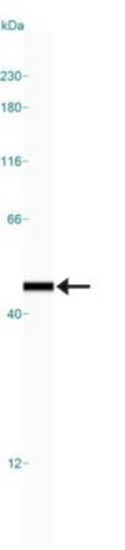 Endophilin B1/Bif-1 Antibody (30A882.1.1) - BSA Free, Novus Biologicals:Antibodies:Primary