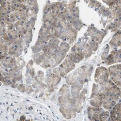 Endophilin B1/Bif-1 Antibody, Novus Biologicals 0.1mL; Unlabeled:Antibodies,
