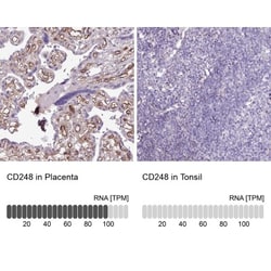 Endosialin/CD248/TEM1 Antibody, Novus Biologicals:Antibodies:Primary Antibodies