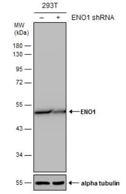 Enolase 1 Antibody (186), Novus Biologicals 0.1mL; Unlabeled:Antibodies,