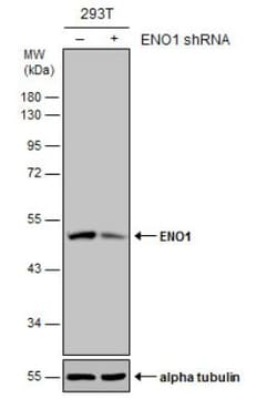 Enolase 1 Antibody (2217), Novus Biologicals 0.1mL; Unlabeled:Antibodies,