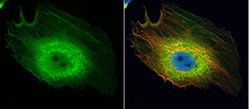 Enolase 1 Antibody, Novus Biologicals 0.1mg; Unlabeled:Antibodies, Polyclonal