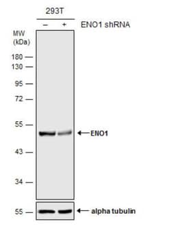 Enolase 1 Antibody, Novus Biologicals 0.1mg; Unlabeled:Antibodies, Polyclonal