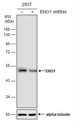 Enolase 1 Antibody, Novus Biologicals 0.1mL; Unlabeled:Antibodies, Polyclonal