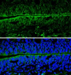 Enolase 2/Neuron-specific Enolase Antibody, Novus Biologicals 0.1mL; Unlabeled:Antibodies,