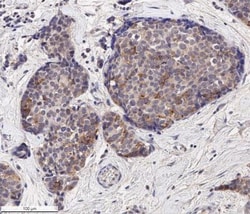 EpCAM/TROP1 Antibody (AUA1) - BSA Free, Novus Biologicals 0.1mL; Unlabeled:Antibodies,