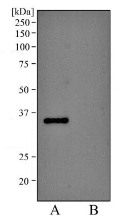 EpCAM/TROP1 Antibody (AUA1) - BSA Free, Novus Biologicals 0.1mL; Unlabeled:Antibodies,
