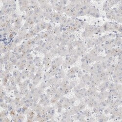 EpCAM/TROP1 Antibody, Novus Biologicals 0.1mL; Unlabeled:Antibodies, Polyclonal
