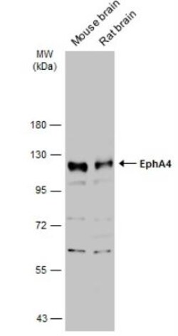 EphA4 Antibody, Novus Biologicals 0.1mL; Unlabeled:Antibodies, Polyclonal