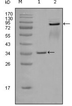 EphA7 Antibody (6C8G7), Novus Biologicals 0.025 mL, Unconjugated:Antibodies,