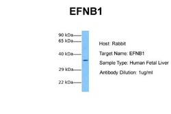 Ephrin-B1 Antibody, Novus Biologicals 0.05mg; Unlabeled:Antibodies, Polyclonal