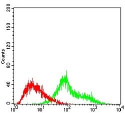 Epsilon 1 Tubulin Antibody (5F3B7) - BSA Free, Novus Biologicals 0.1mg;