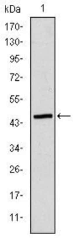 Epsilon 1 Tubulin Antibody (5F3B7) - BSA Free, Novus Biologicals 0.1mg;