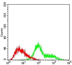 Epsilon 1 Tubulin Antibody (7G3B2) - BSA Free, Novus Biologicals 0.1mL;