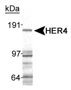 ErbB4/Her4 Antibody (HFR1) - BSA Free, Novus Biologicals 0.1mg; Unlabeled:Antibodies,