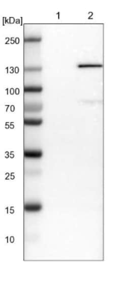 ErbB4/Her4 Antibody, Novus Biologicals 0.1mL; Unlabeled:Antibodies, Polyclonal