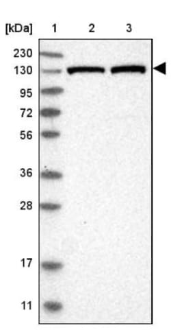 Exportin-5 Antibody, Novus Biologicals:Antibodies:Primary Antibodies